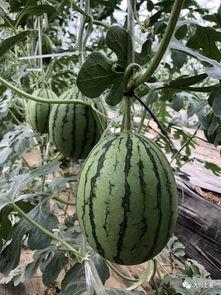 快速吃瓜的声音