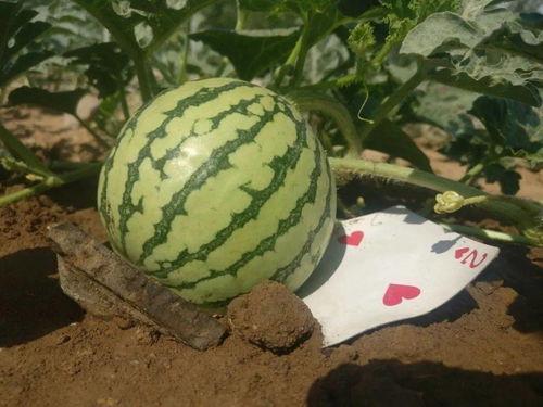 现在就出发吃瓜,畅享夏日吃瓜盛宴