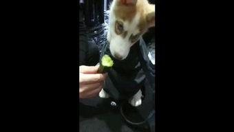 狗狗吃瓜围观视频,萌态十足引网友热议